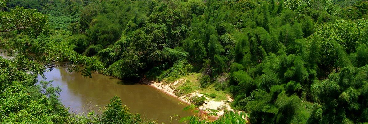 View of the muddy River Kwai with jungle in the opposite bank and foliage in the foreground