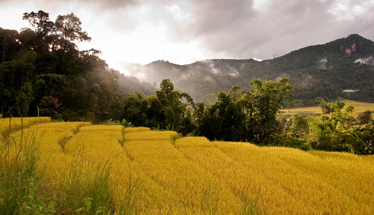 The Rice Production Process - Window Seater