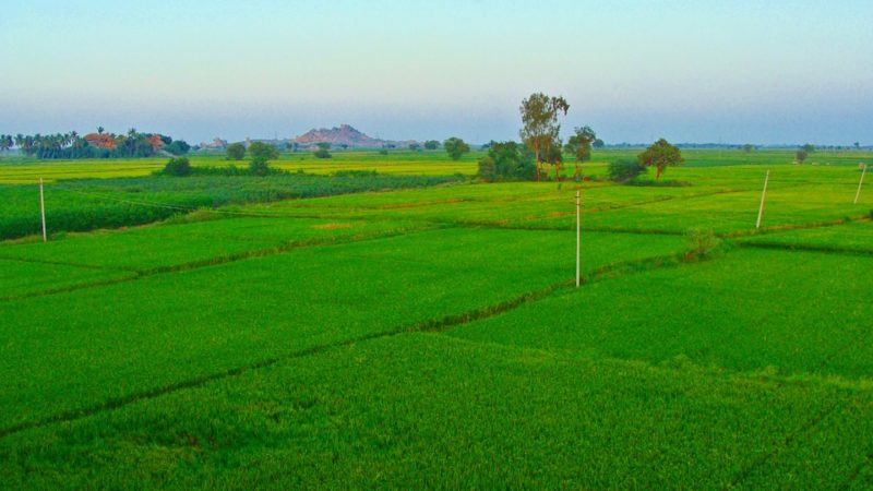 Green rice paddies