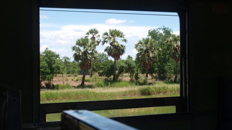 A view out of the train window onto a grassy savannah with palm trees